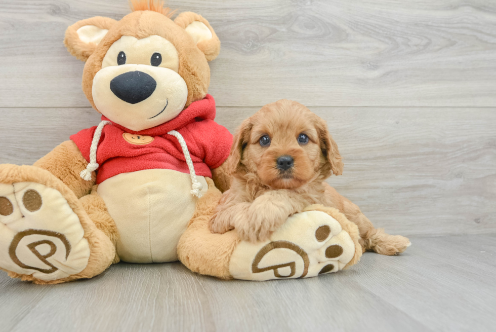 Cavapoo Pup Being Cute