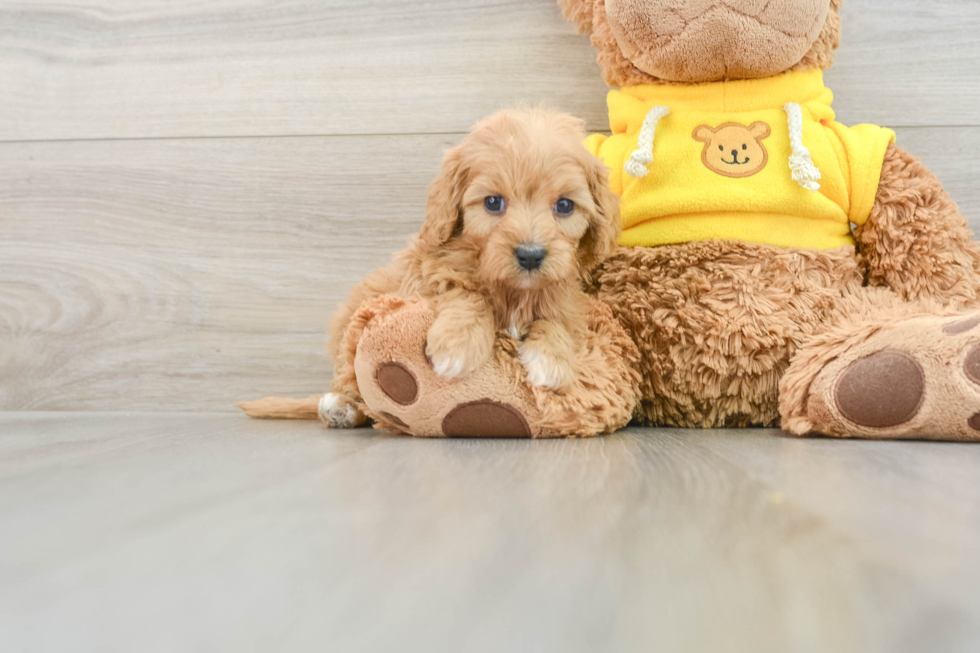 Cavapoo Puppy for Adoption