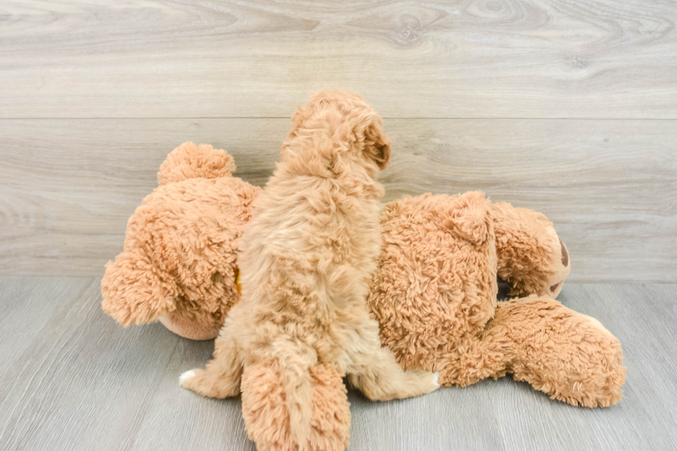 Fluffy Cavapoo Poodle Mix Pup