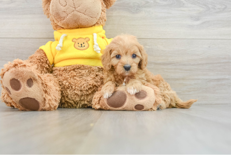 Cute Cavapoo Baby