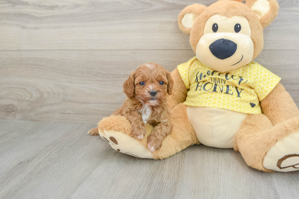 Cavapoo Pup Being Cute