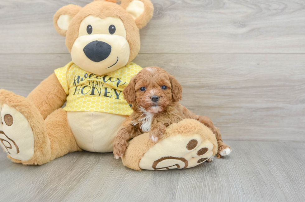 6 week old Cavapoo Puppy For Sale - Premier Pups