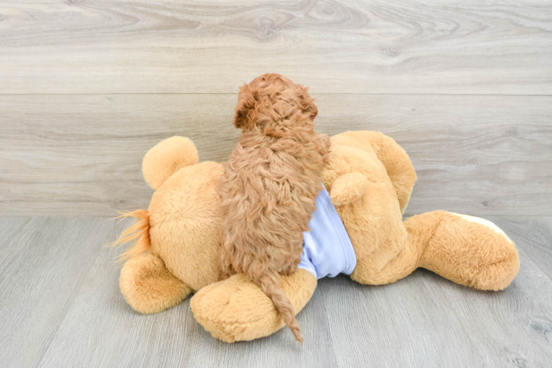 Meet Pumpkin - our Cavapoo Puppy Photo 2/3 - Premier Pups
