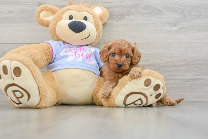 Meet Pumpkin - our Cavapoo Puppy Photo 3/3 - Premier Pups
