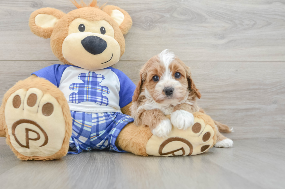 5 week old Cavapoo Puppy For Sale - Premier Pups