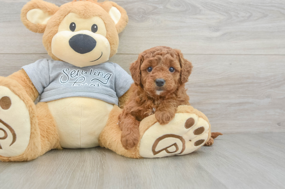 5 week old Cavapoo Puppy For Sale - Premier Pups