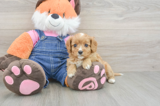 Smart Cavapoo Poodle Mix Pup