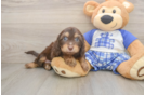 Hypoallergenic Cavadoodle Poodle Mix Puppy