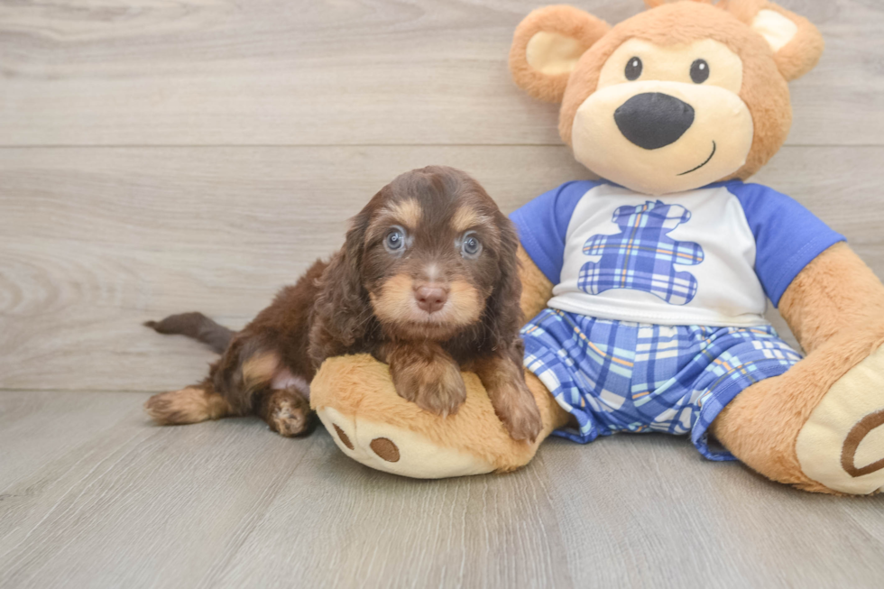 Hypoallergenic Cavadoodle Poodle Mix Puppy