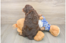 Cavapoo Pup Being Cute