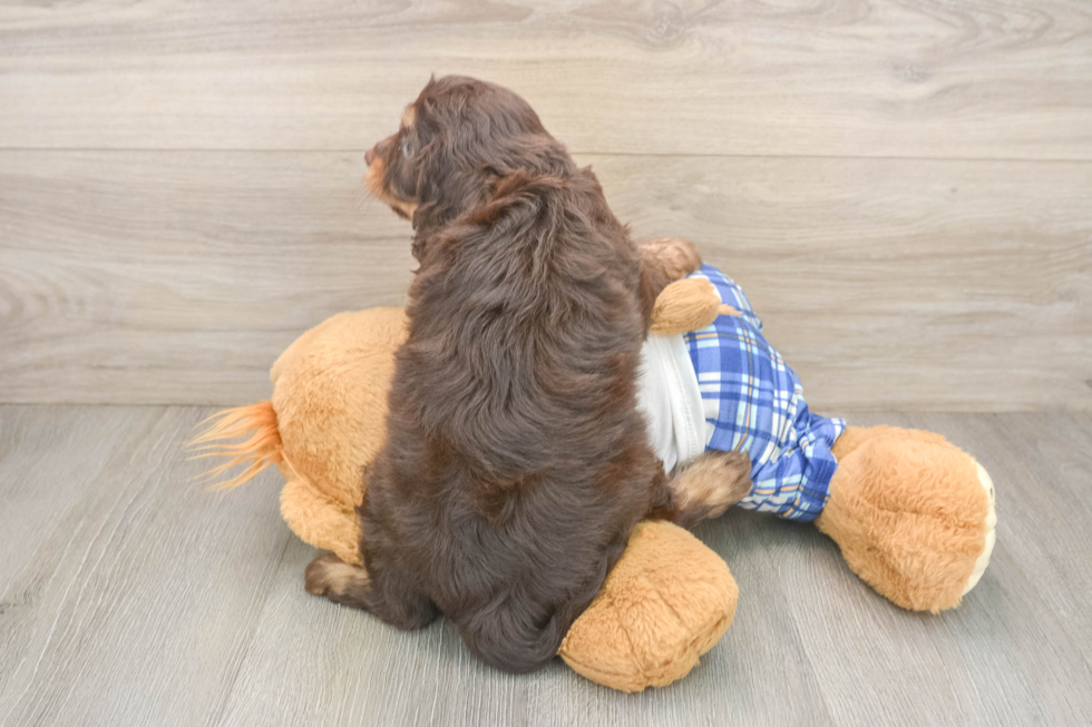 Cavapoo Pup Being Cute