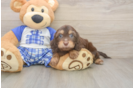 Cavapoo Puppy for Adoption