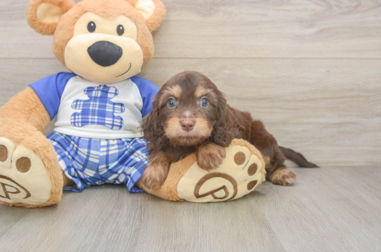 Cavapoo Puppy for Adoption