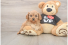 Best Cavapoo Baby