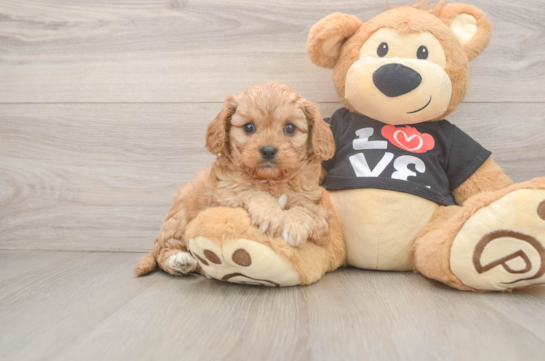 Best Cavapoo Baby