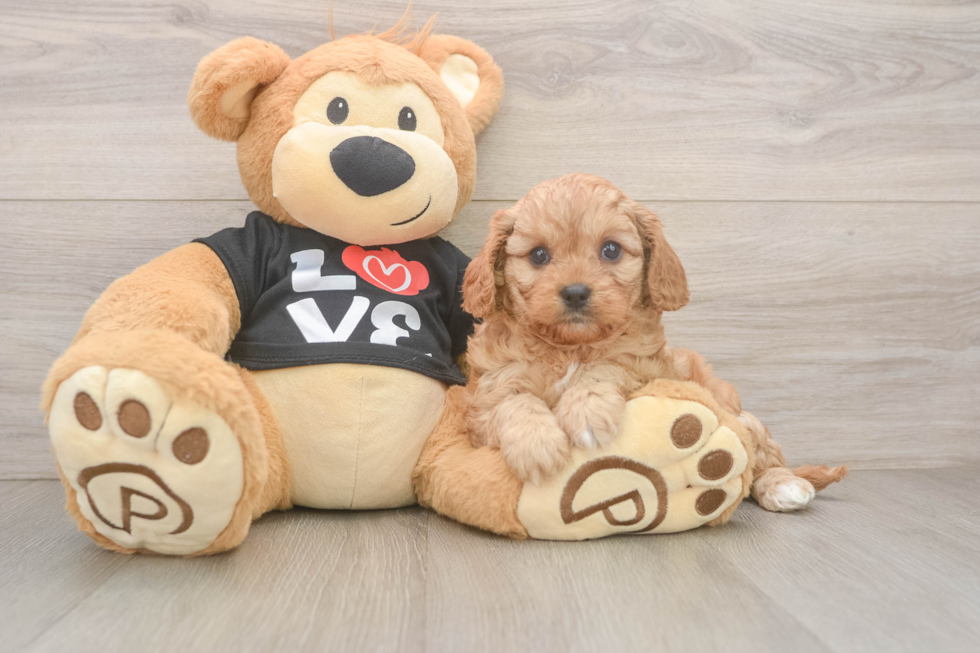 Happy Cavapoo Baby