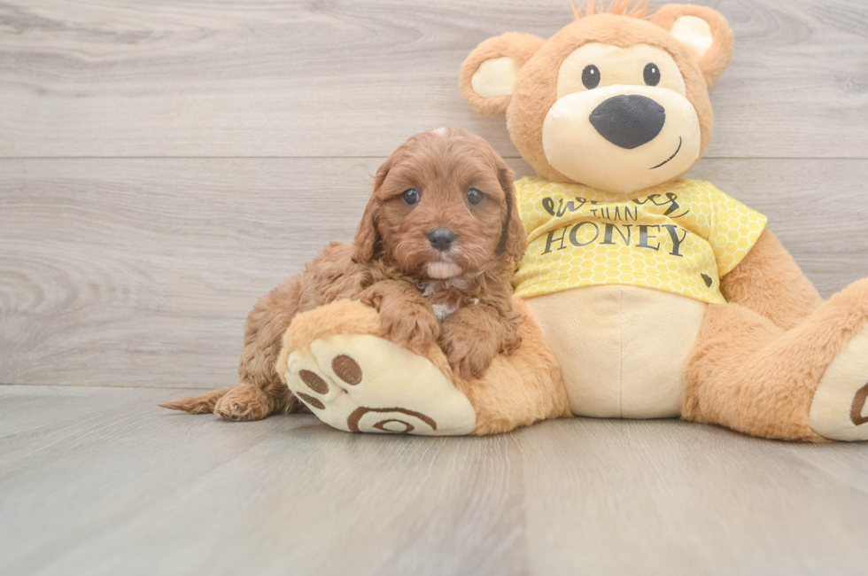 5 week old Cavapoo Puppy For Sale - Premier Pups