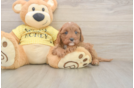 Cavapoo Puppy for Adoption