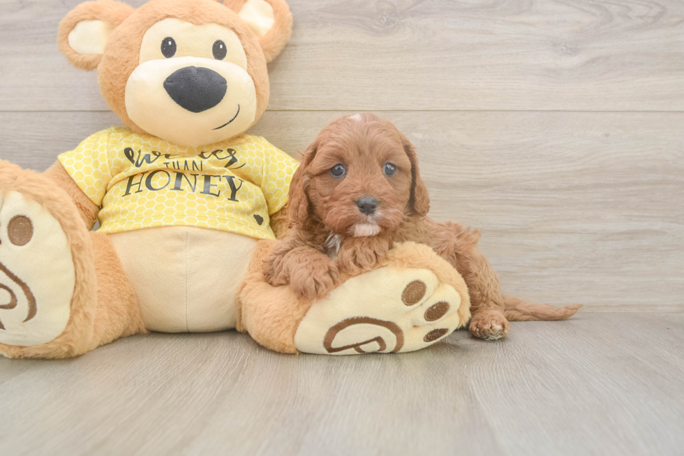 Cavapoo Puppy for Adoption