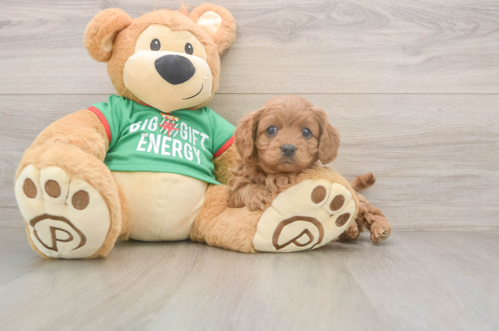 5 week old Cavapoo Puppy For Sale - Premier Pups