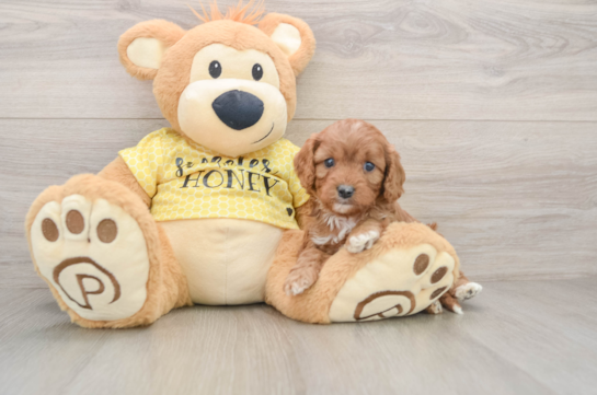 Petite Cavapoo Poodle Mix Pup