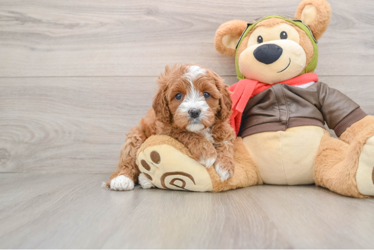 Cavapoo Pup Being Cute