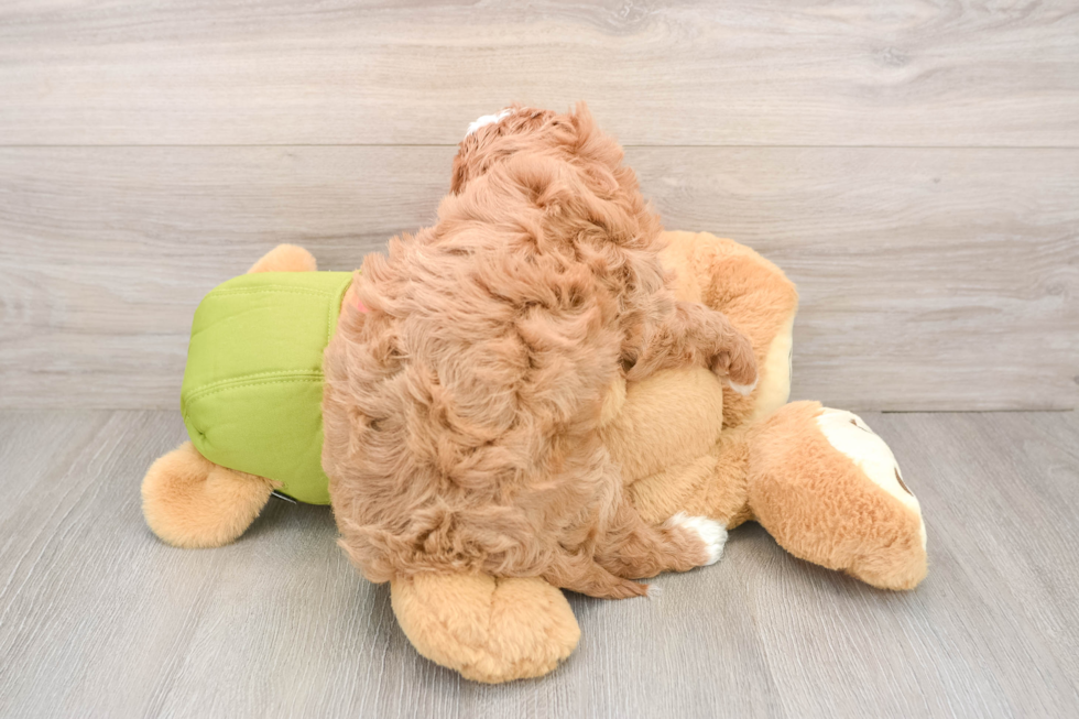 Popular Cavapoo Poodle Mix Pup