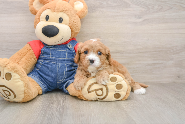 Best Cavapoo Baby