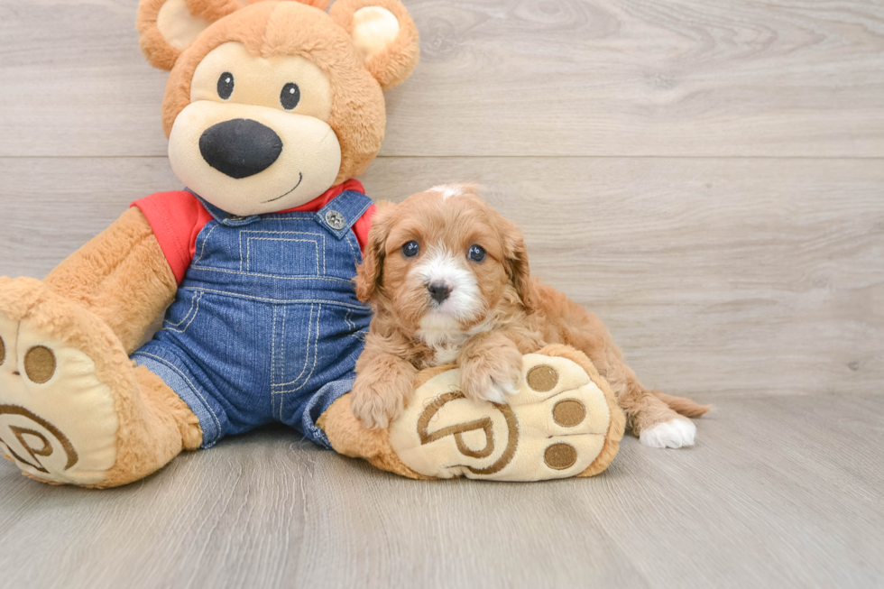 Best Cavapoo Baby