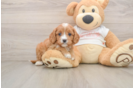 Cavapoo Pup Being Cute