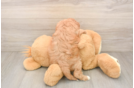 Cavapoo Puppy for Adoption