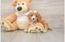 Cavapoo Puppy for Adoption