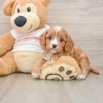 Cavapoo Puppy for Adoption