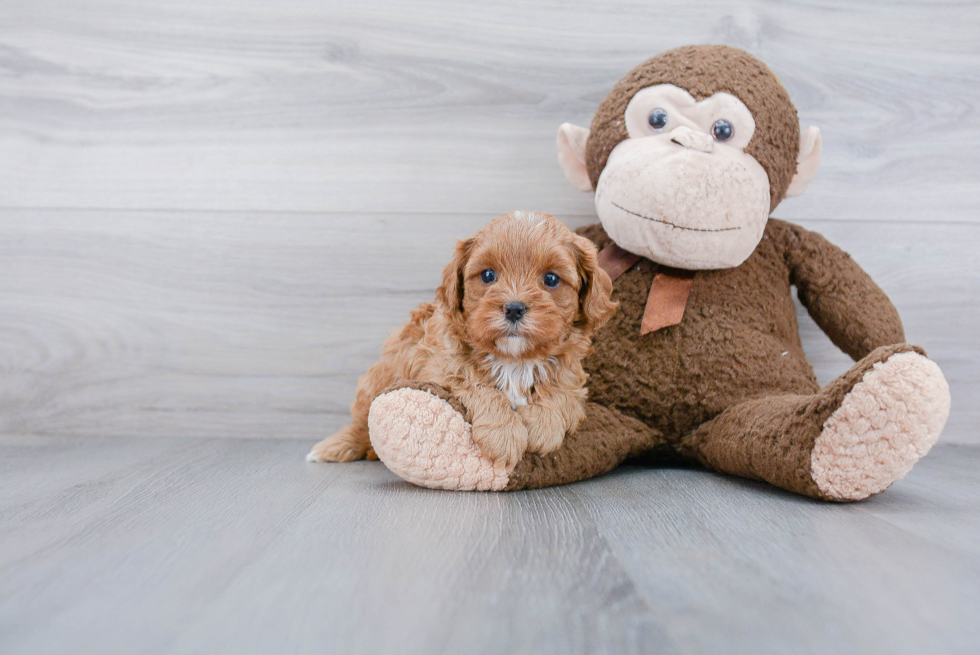 Friendly Cavapoo Baby
