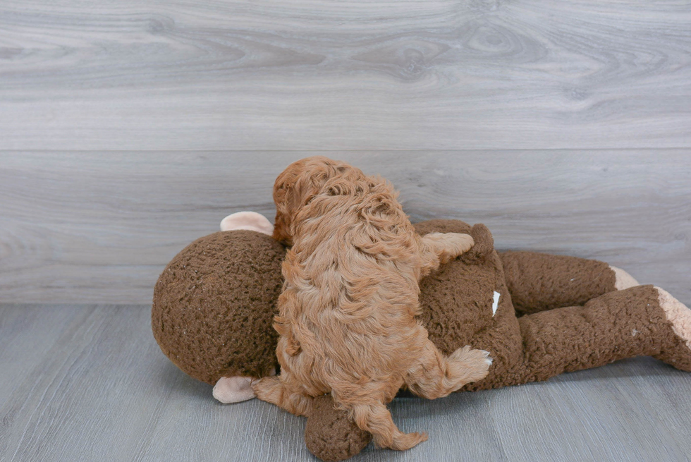 Fluffy Cavapoo Poodle Mix Pup