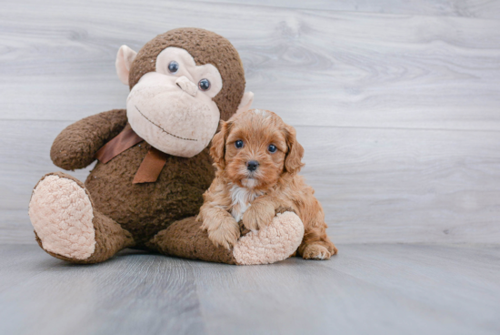 Cavapoo Puppy for Adoption