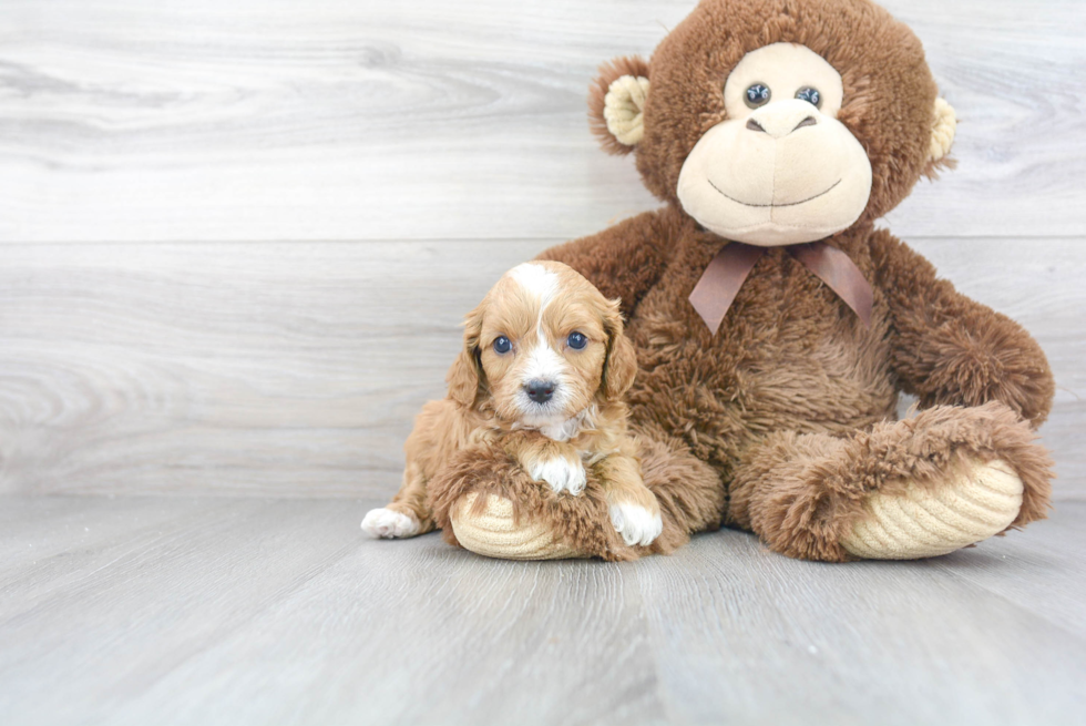 Cavapoo Pup Being Cute