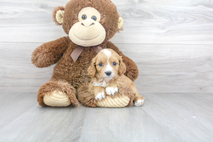 Best Cavapoo Baby