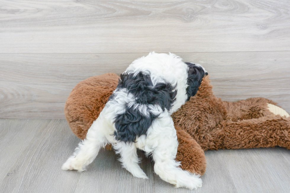 Cavapoo Pup Being Cute