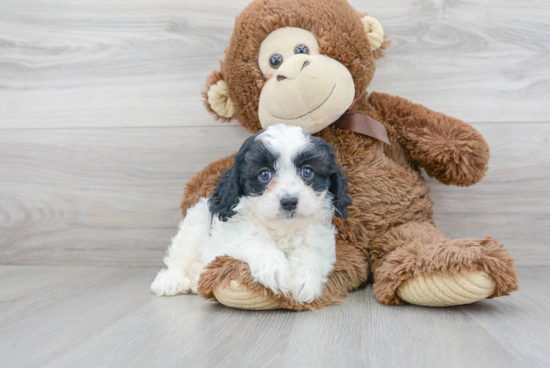 Cavapoo Pup Being Cute