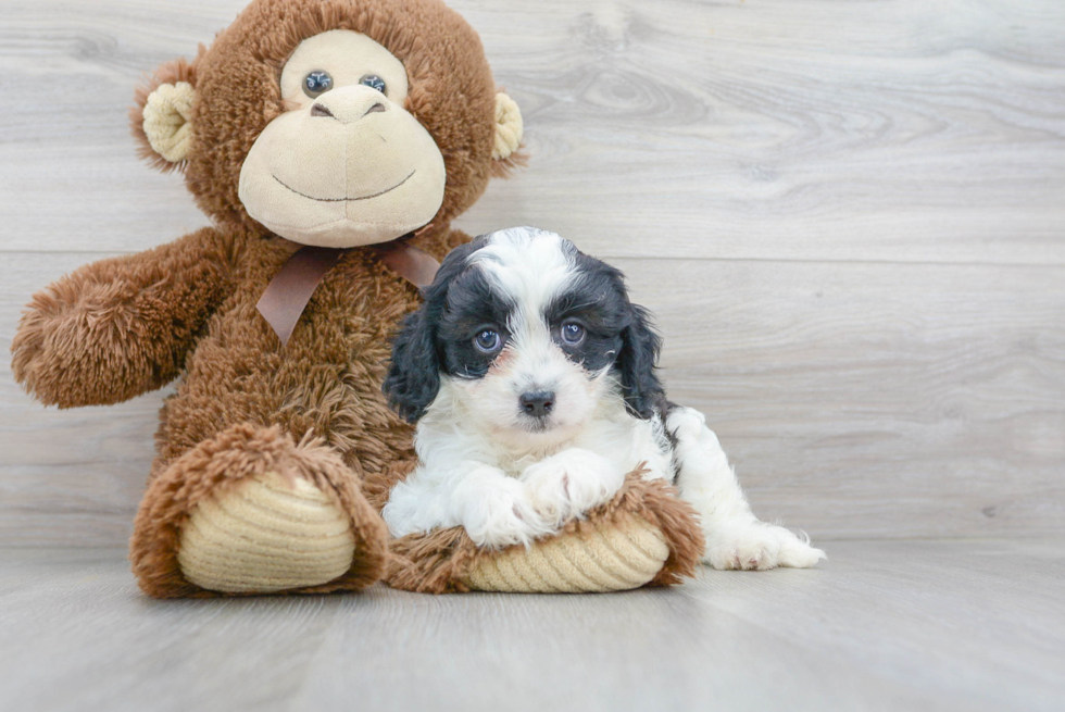 Best Cavapoo Baby