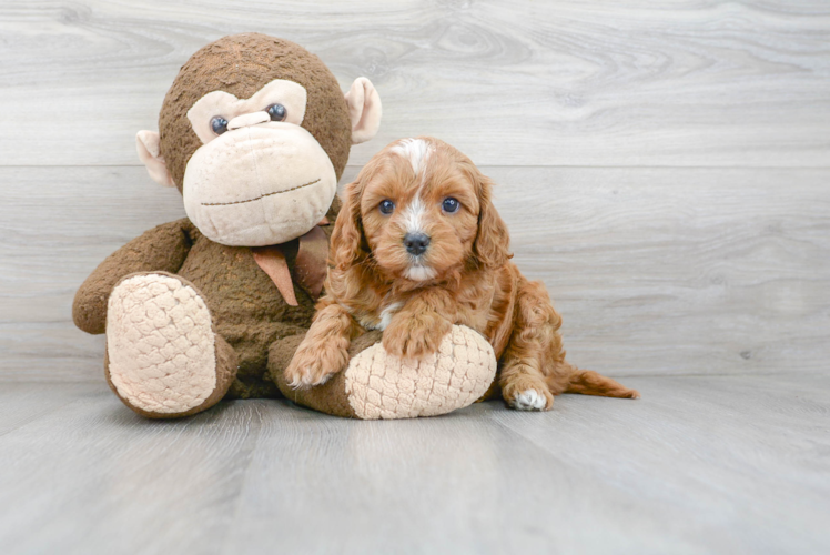 Energetic Cavoodle Poodle Mix Puppy