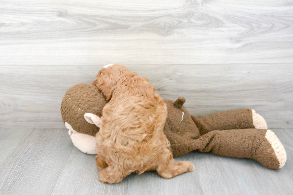 Smart Cavapoo Poodle Mix Pup