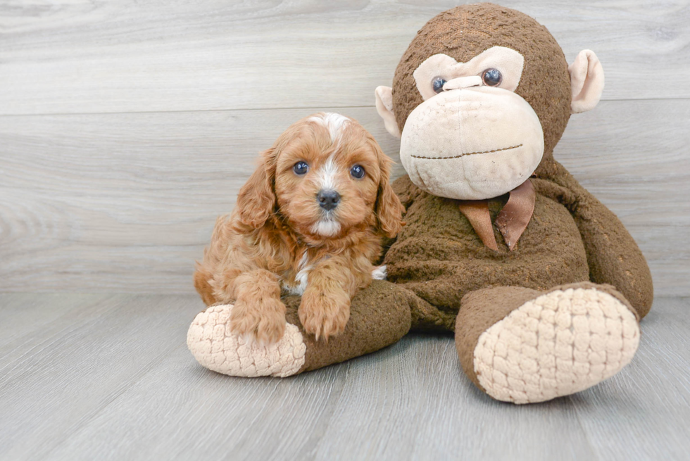 Friendly Cavapoo Baby