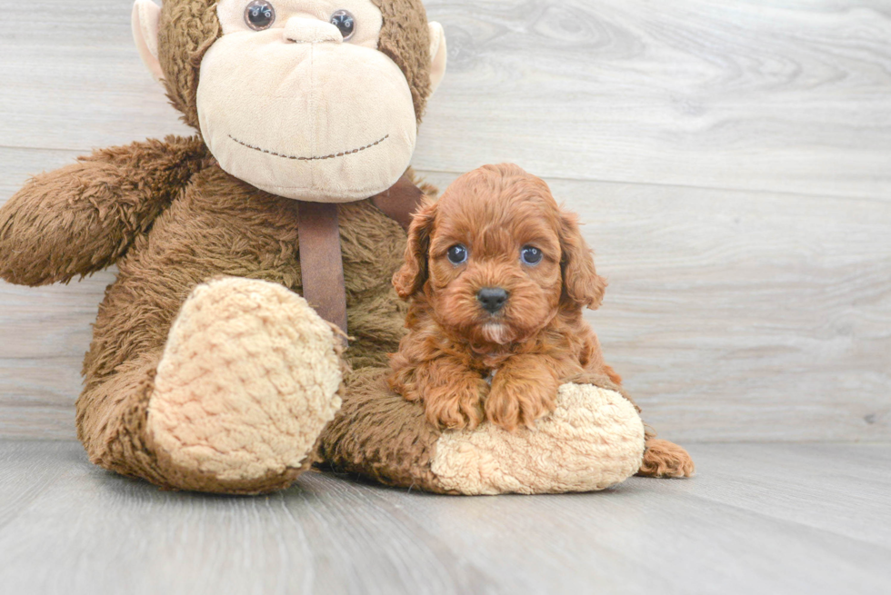 Popular Cavapoo Poodle Mix Pup