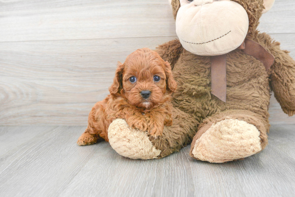 Cavapoo Puppy for Adoption