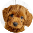 Cavapoo Puppies For Sale - Premier Pups Cavapoo Puppies For Sale - Premier Pups