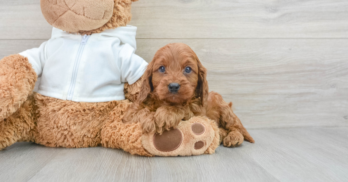 Cute Cavapoo Qdoba: 7lb 2oz Doodle Puppy