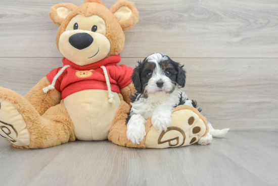 Cute Cavapoo Baby