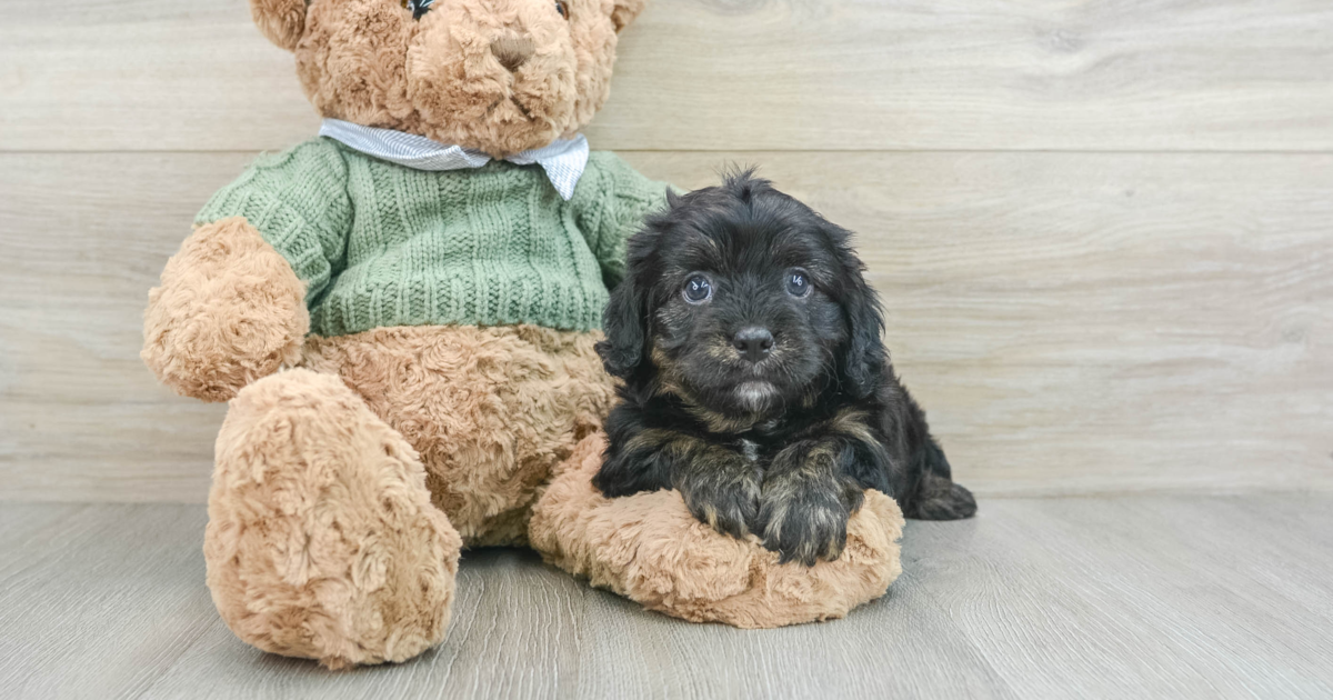 Playful Cavapoo Qdoba: 4lb 11oz Doodle Puppy